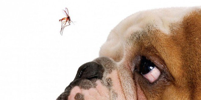 Saiba como proteger seu cão de mosquitos