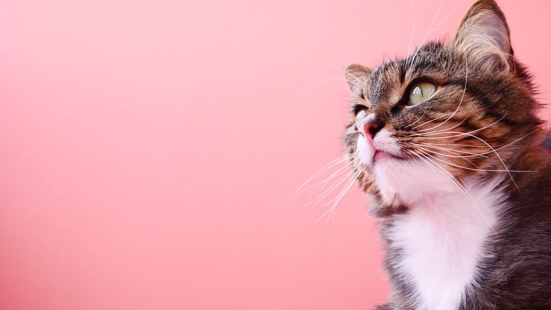 10 maneiras para manter a saúde mental na quarentena Canva - Cat Against Pink Background